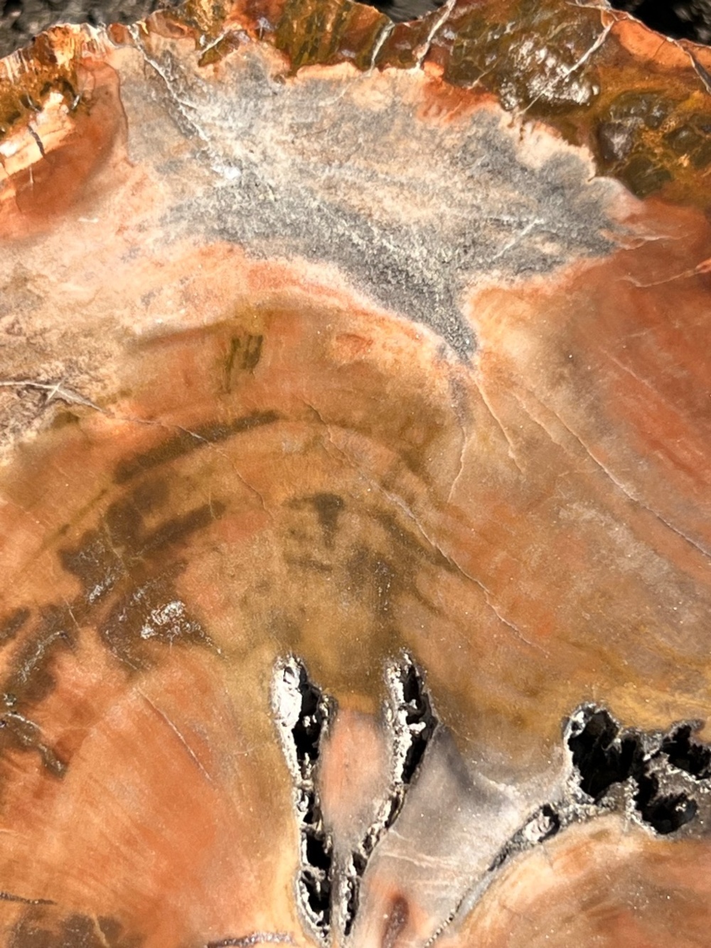 Petrified (10) wood slab with stand | crystal - Picture 15 of 17